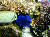 Oceanarium, Eilat